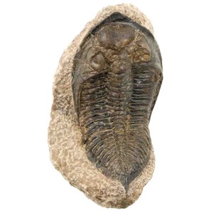 Trilobite fossile huntonia